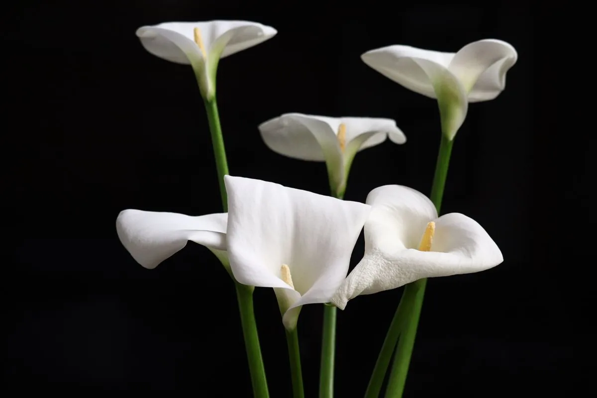 White calla lilies, representing a wrongful death claim